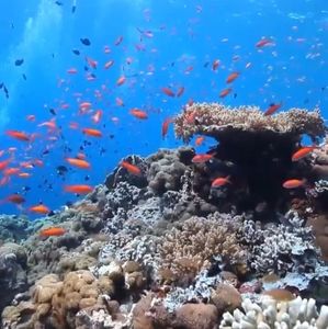 Meet your Posher, Aniceto